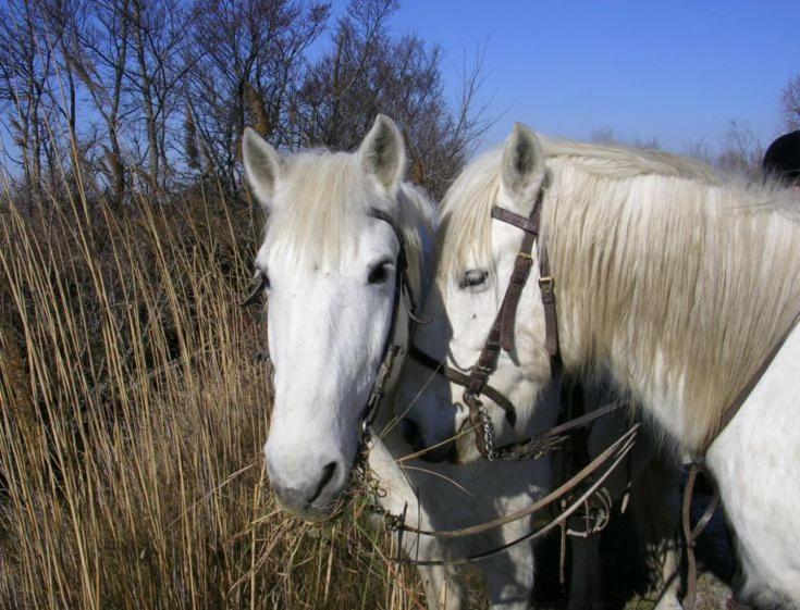 فيلا Beauvoisin في Camargue المظهر الخارجي الصورة