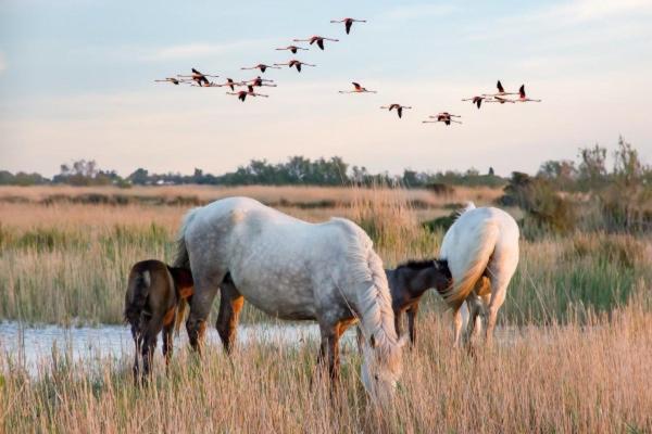 فيلا Beauvoisin في Camargue المظهر الخارجي الصورة